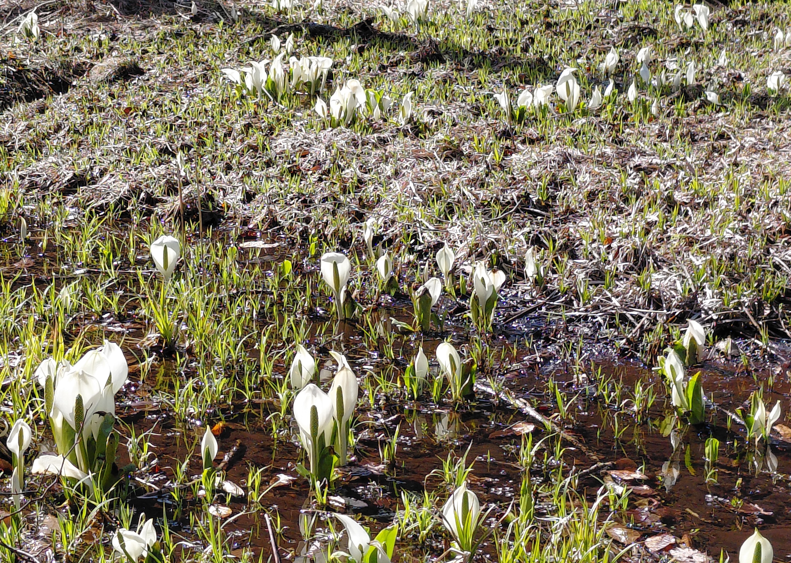 大清水・水芭蕉