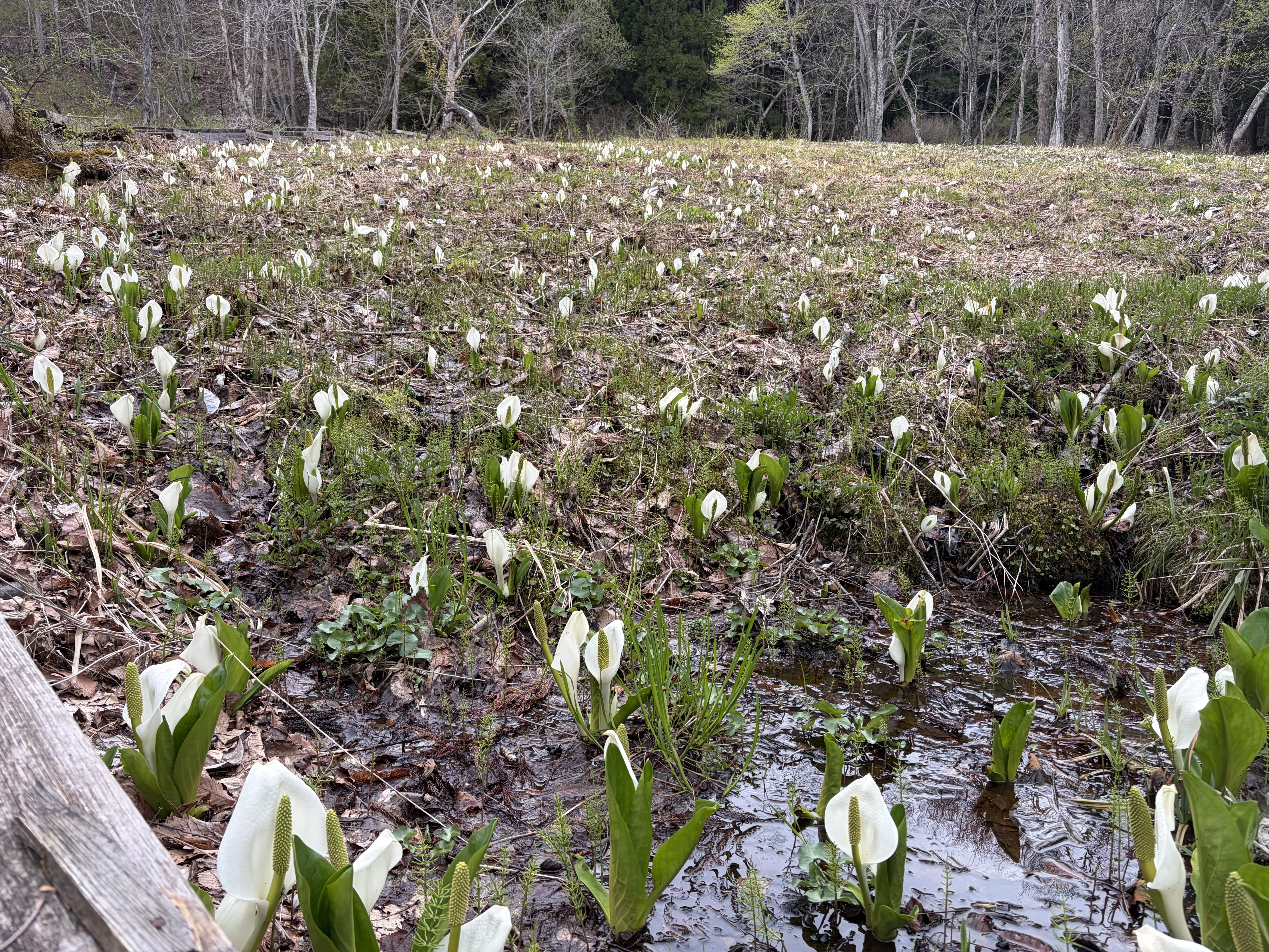 04.24.水芭蕉の森