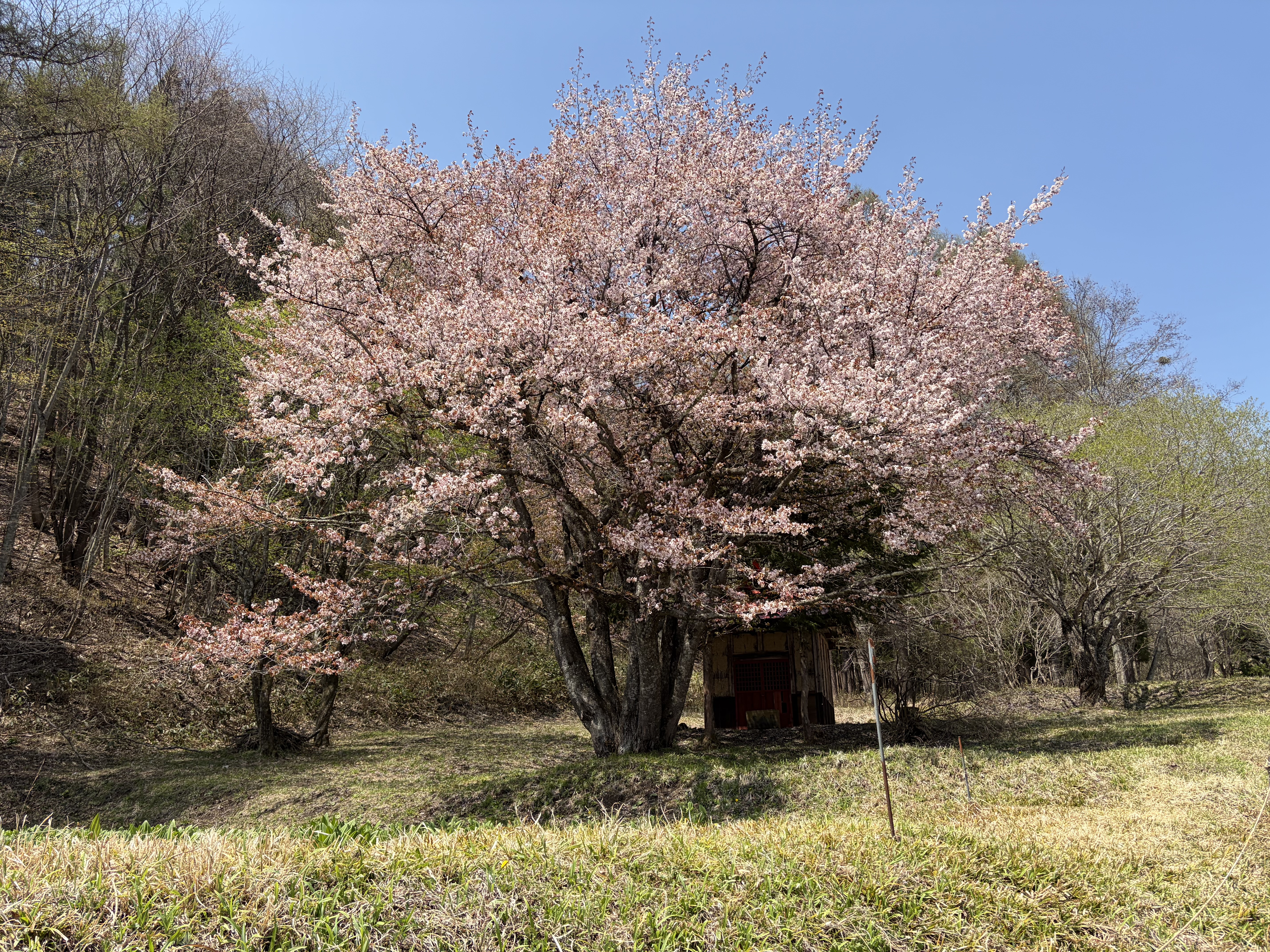 04.26　オキノ桜