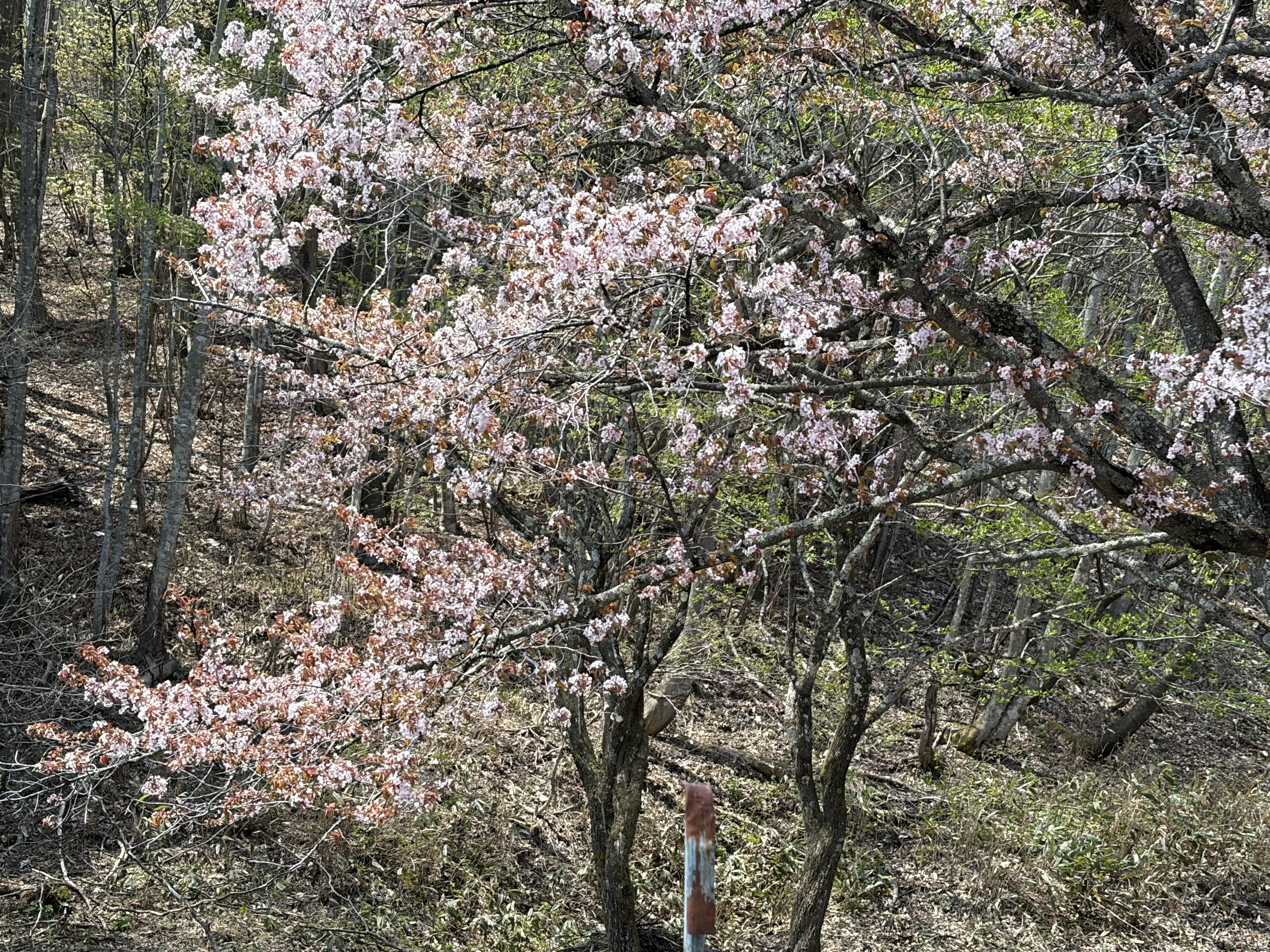 04.26　オキノ桜アップ
