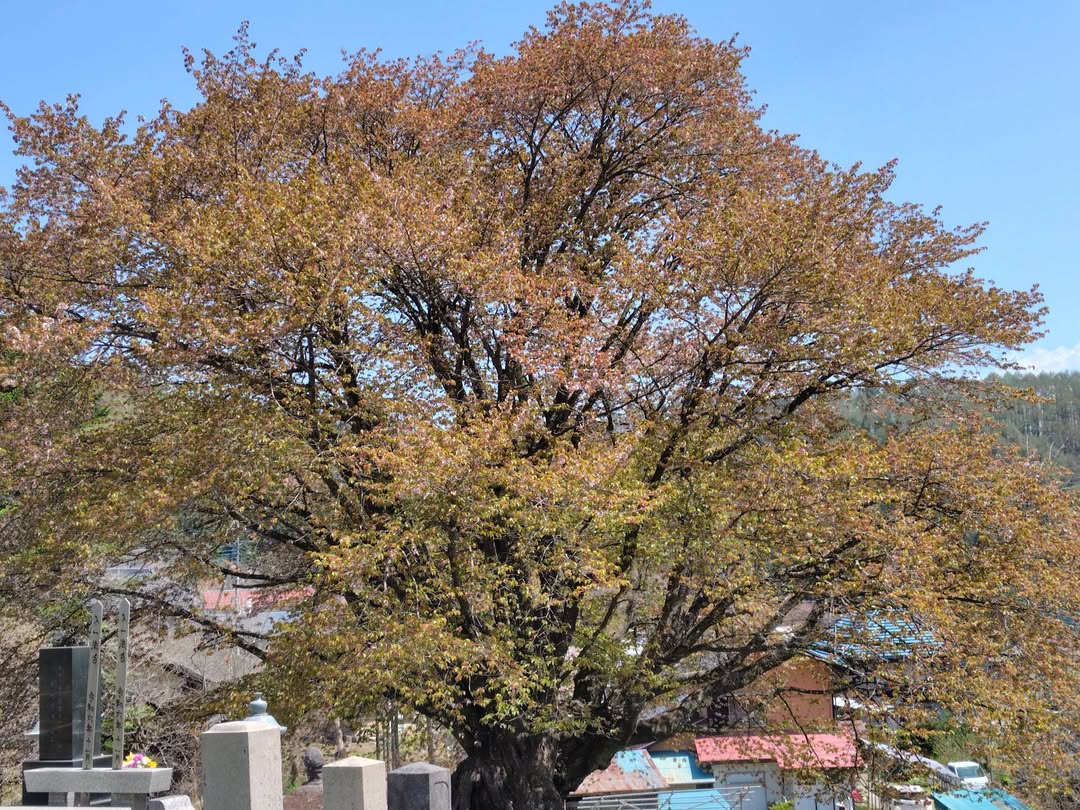 04.26　天王桜(裏)