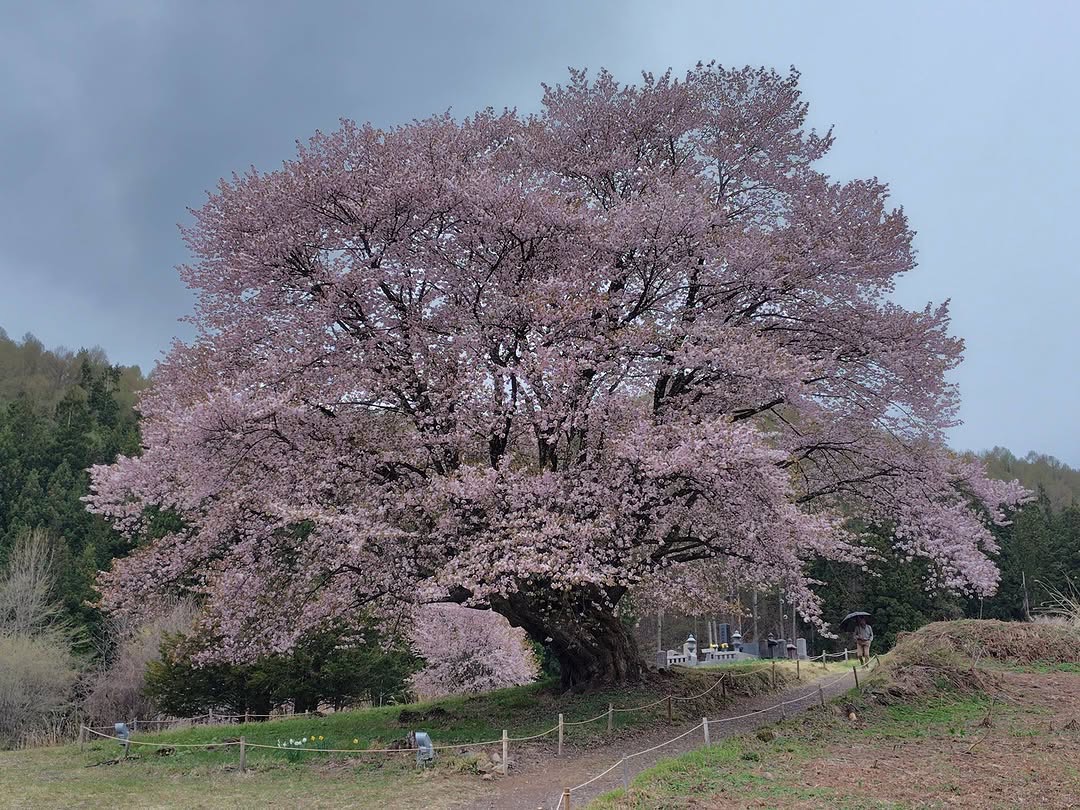 04.23 天王桜