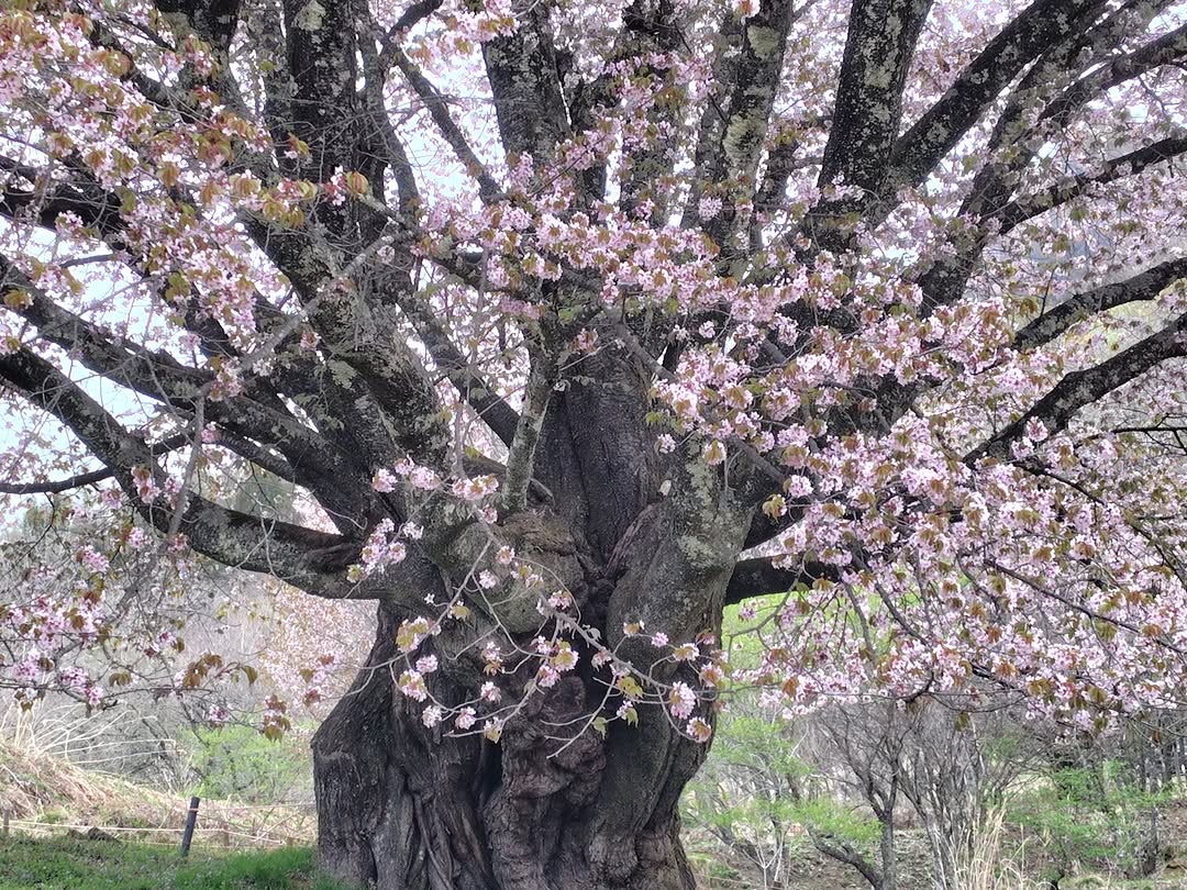 04.23　天王桜(葉桜)