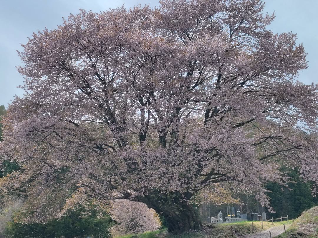 04.24.　天王桜前