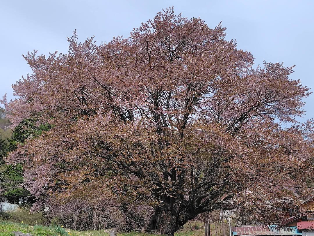 04.24.天王桜裏