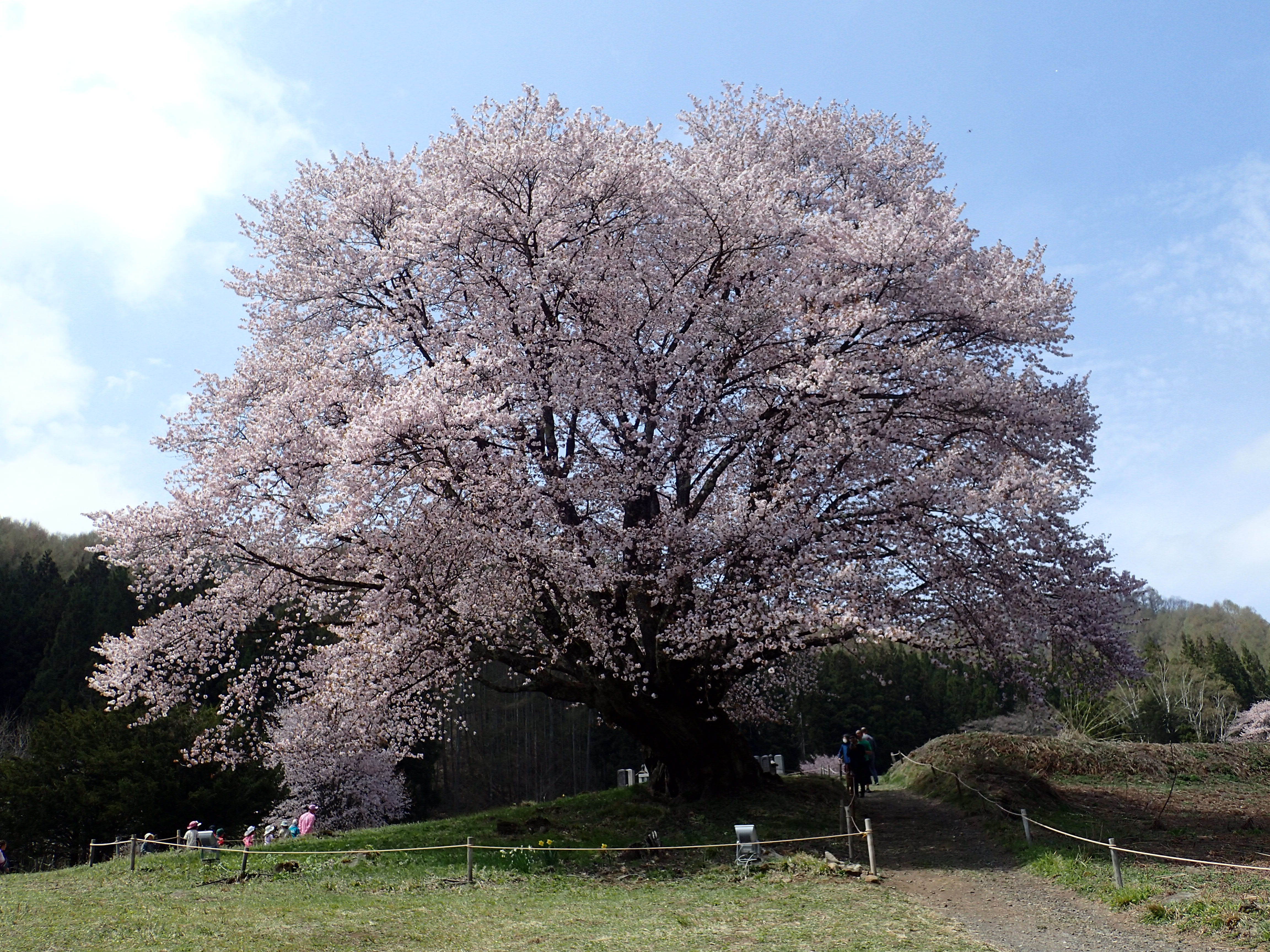 4.20.天王桜