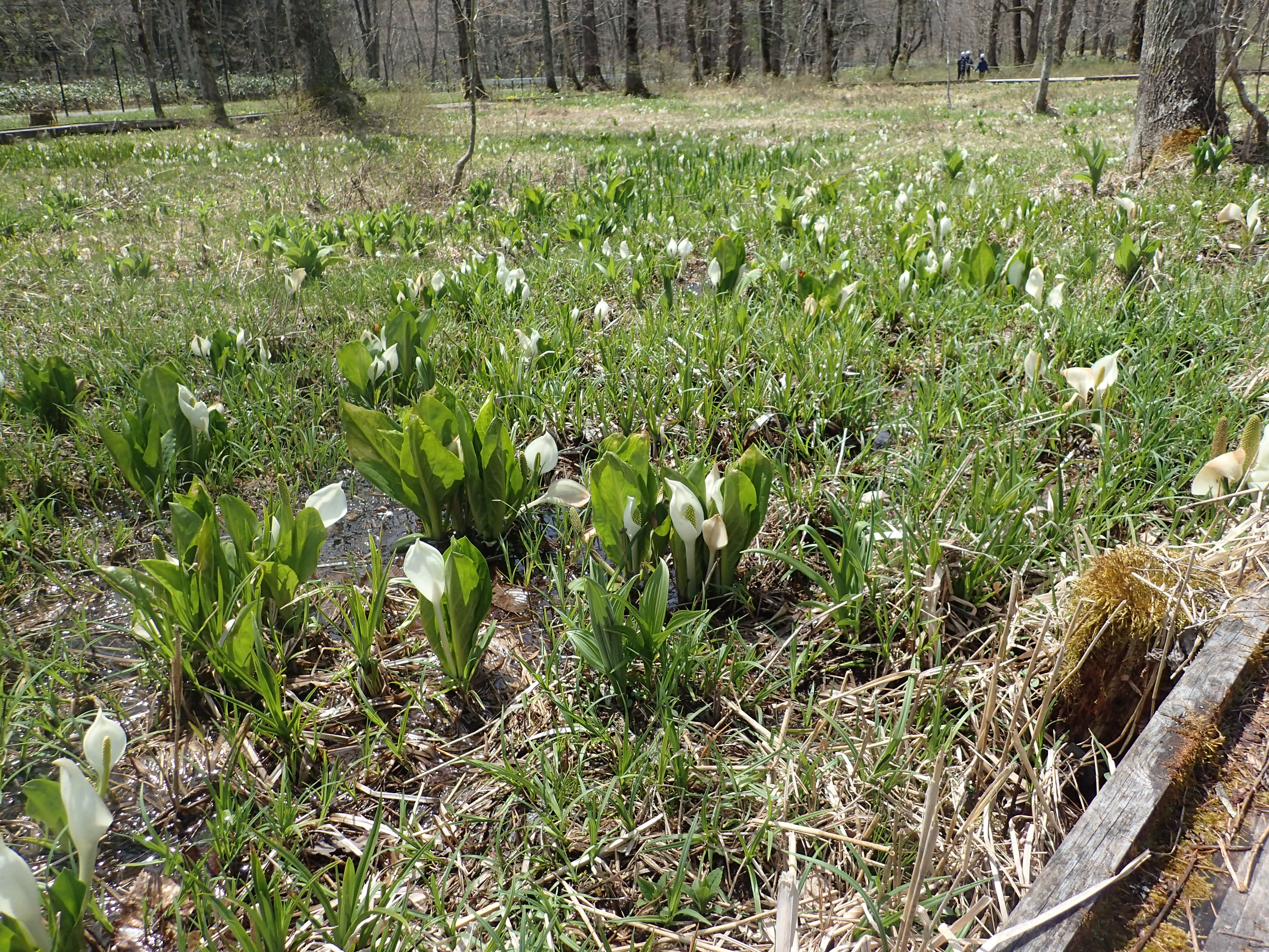 04.28　大清水水芭蕉