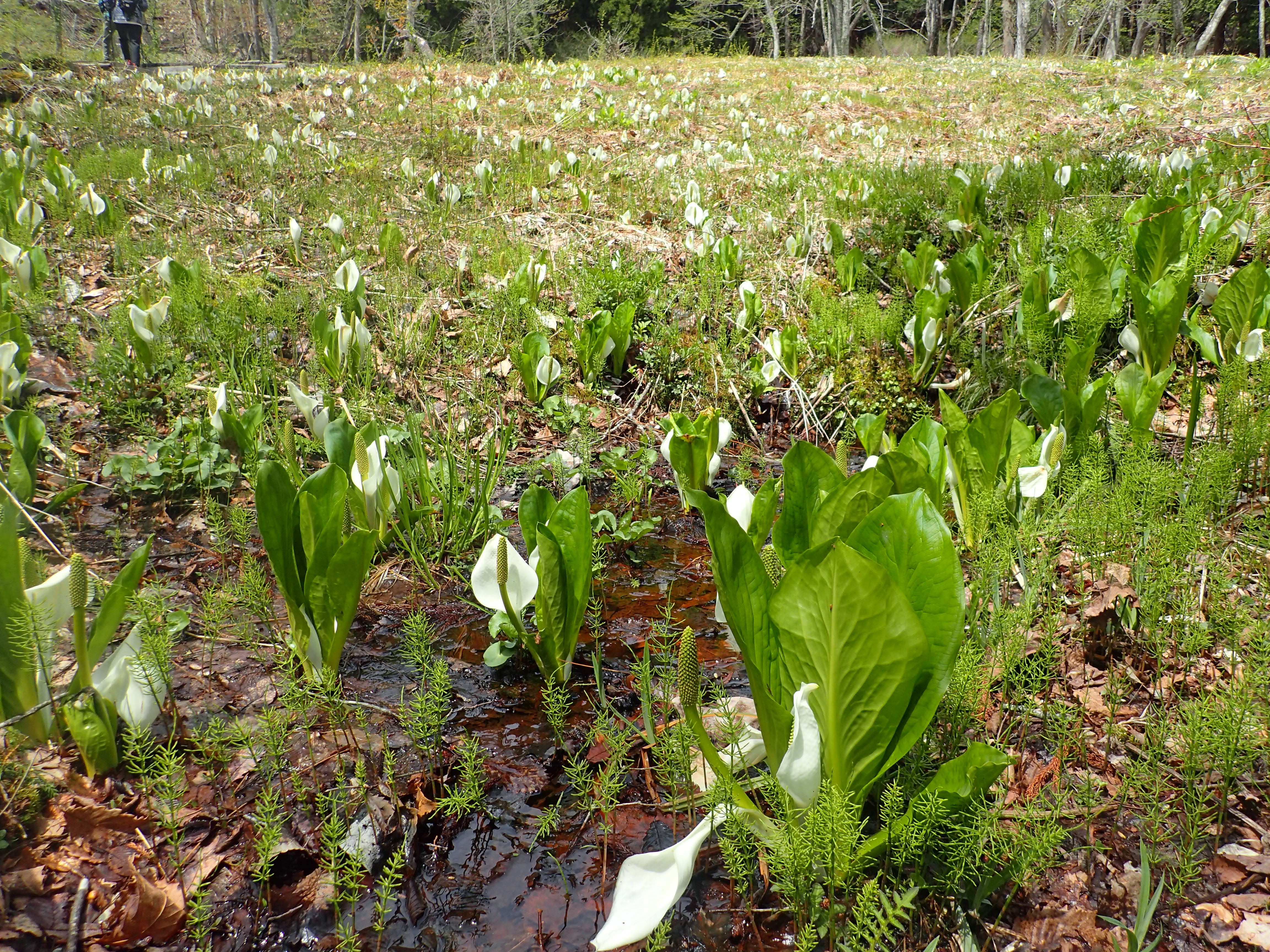 04.28　越本・水芭蕉
